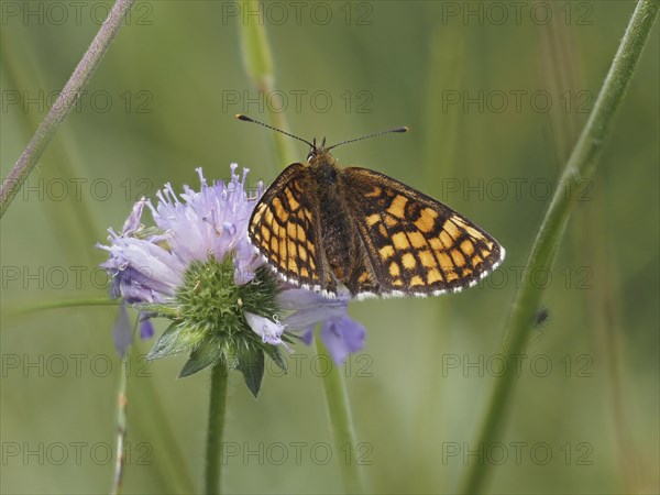 Queen of Spain fritillary (Issoria lathonia) in a meadow clover, near St. Andrae-Hoech, Sausal,
