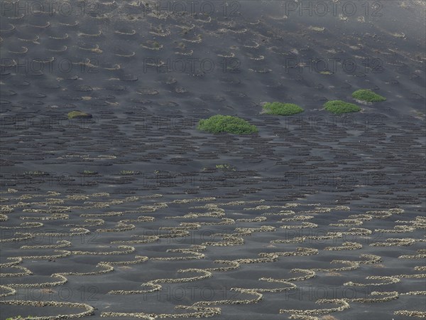 Volcanic landscape with black earth and scattered vegetation in the form of green plants, Lanzarote