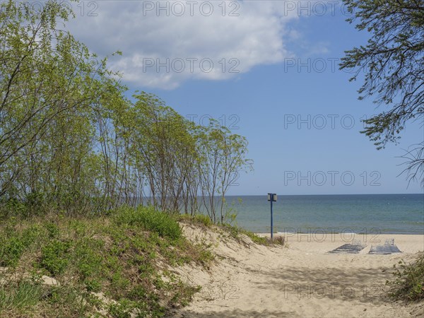 A sandy path through the dunes with trees leads to the sea under a cloudy sky, spring on the Baltic