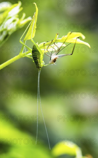 Nymph of Great Green Bush Cricket, Tettigonia viridissima, Albania, Europe