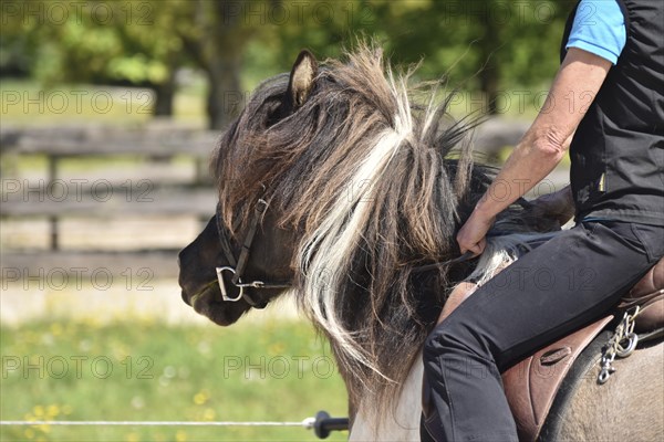 Close-up of a ridden Icelandic horse with equipment and typical long hair