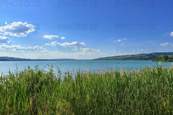 View over the reeds to a wide lake with clear blue sky and few clouds, summer mood, Sempach,