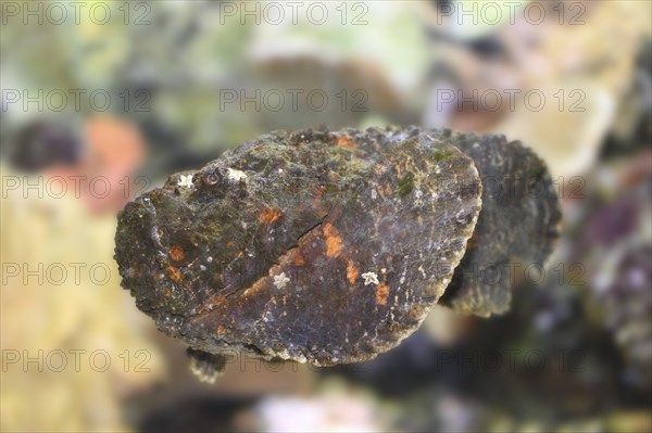 Close-up of a Stonefish (Synanceia verrucosa) in an aquarium