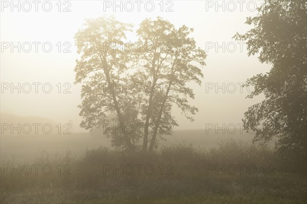 Close-up of common alder (Alnus glutinosa) trees standing beside a little lake on a early morning