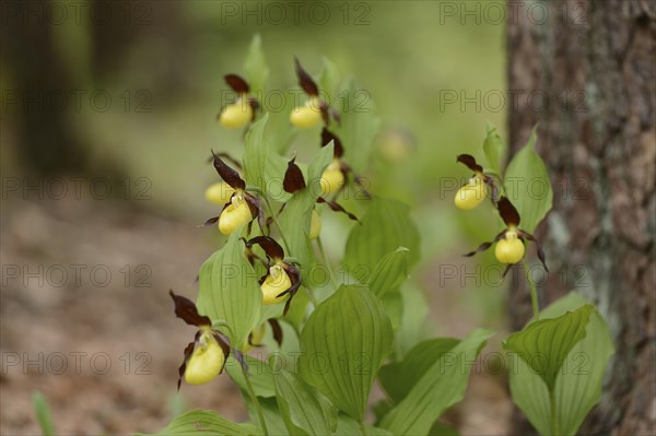 Close-up of lady's-slipper orchid (Cypripedium calceolus) blossoms in a forest in spring, Upper