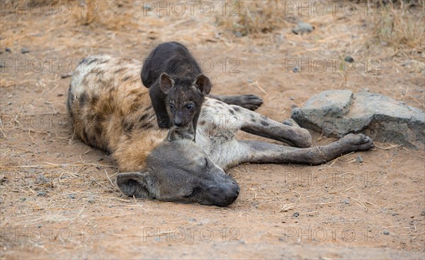 Spotted hyenas (Crocuta crocuta), adult female cuddling with young, lying down, Kruger National