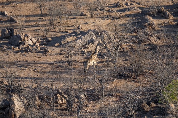 Angolan giraffe (Giraffa giraffa angolensis), from above, Hobatere Concession, Namibia, Africa