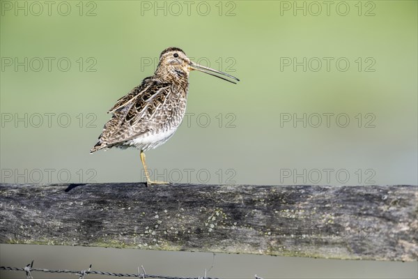 Common snipe (Gallinago gallinago) sitting on a pasture fence, Lower Saxony, Germany, Europe