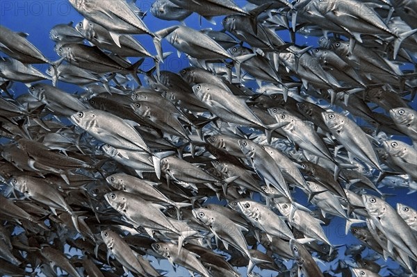 Jackfish, (Caranx sexfasciatus), Wakatobi Dive Resort, Sulawesi, Indonesia, Asia