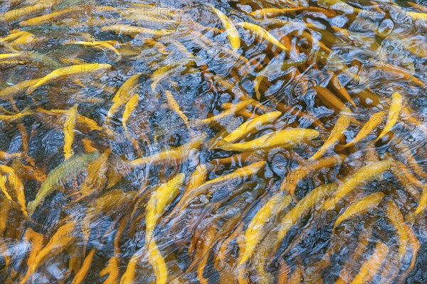 Golden trout in a fish farm, Viele, Baden-Wuerttemberg, Germany, Europe
