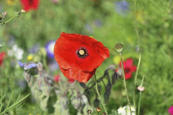 Poppy flower (Papaver rhoeas), flower meadow, Baden-Wuerttemberg, Germany, Europe, Red poppy flower