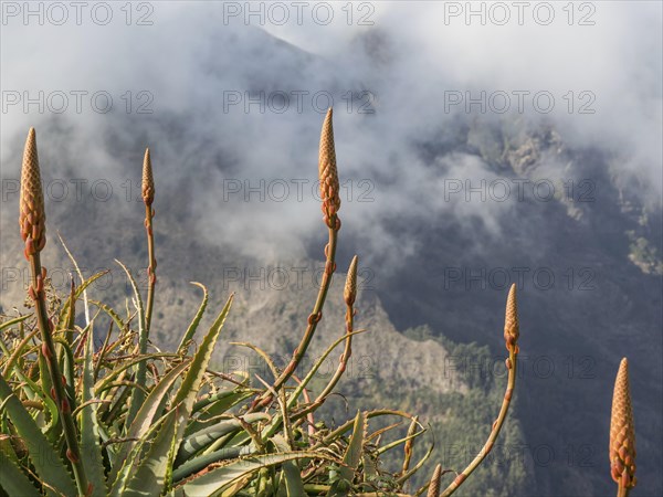 Aloe vera plants in the foreground, mountains in the background against a foggy sky and clouds,