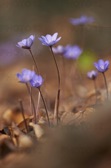 Common hepatica (Anemone hepatica) Blossoms in a forest, Bavaria, Germany, Europe
