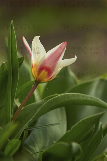 Close-up of a Turkestan tulip (Tulipa turkestanica) blossom in a garden in spring, Bavaria,