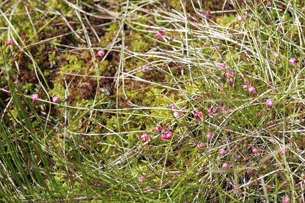 Small cranberry (Vaccinium oxycoccos), many flowers on peat moss, bog, Harz National Park, Germany,