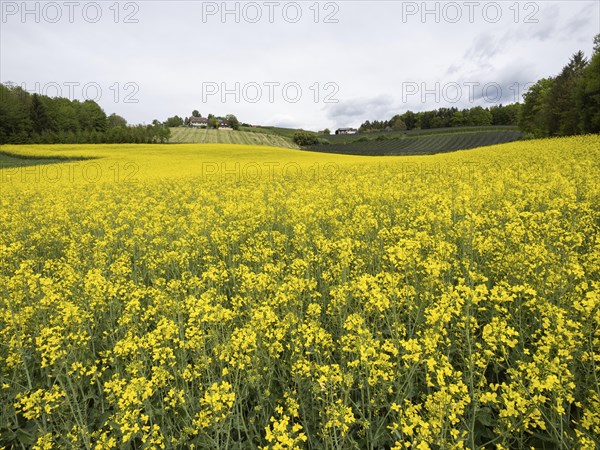 Rape field in bloom, near Riegersburg, Styria, Austria, Europe