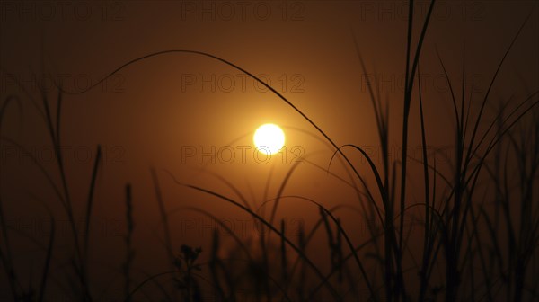 A serene sunset with the sun setting behind grass silhouettes, casting an orange glow and creating