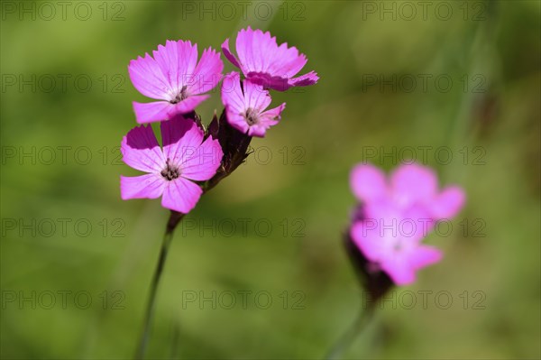 Close-up of sticky catchfly (Silene viscaria) blossom in a meadow in spring