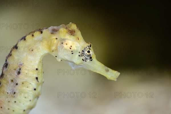 Portrait of a Long-snouted seahorse (Hippocampus guttulatus)