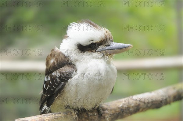 Close-up of a Laughing Kookaburra (Dacelo novaeguineae)