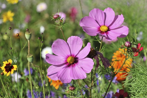 Mexican aster (Cosmea bipinnata), Schwaebisch Gmuend, Baden-Wuerttemberg, Germany, Europe, Two