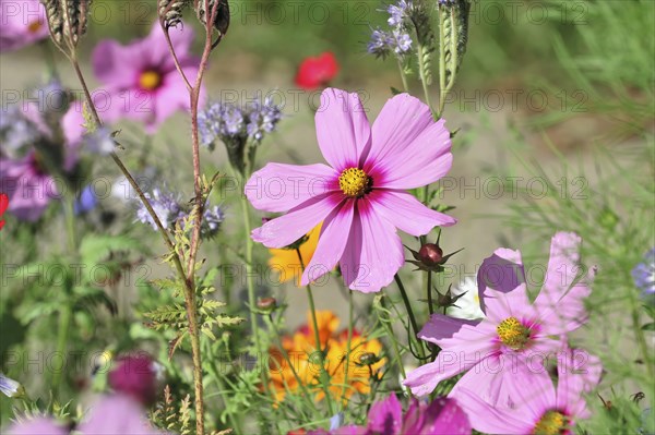 Mexican aster (Cosmea bipinnata), Schwaebisch Gmuend, Baden-Wuerttemberg, Germany, Europe, Pink
