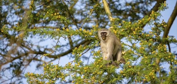 Southern vervet monkey (Chlorocebus pygerythrus) sitting in a flowering tree, eating yellow flowers