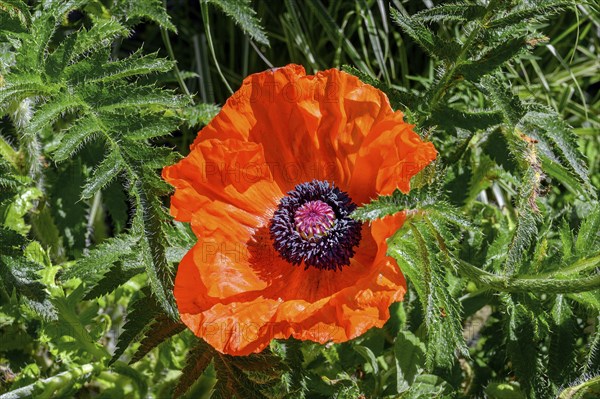 Oriental poppy (Papaver orientale), Allgaeu, Bavaria, Germany, Europe