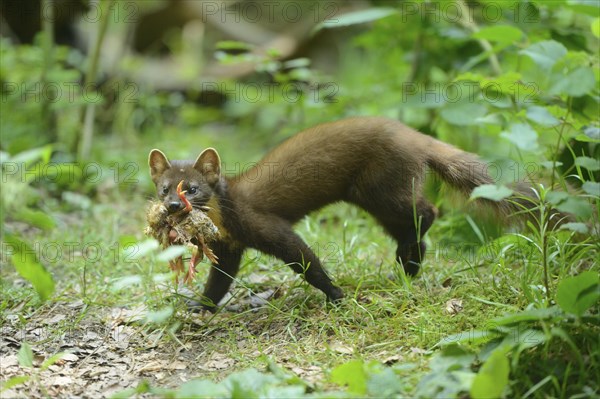Close-up of a European pine marten (Martes martes) youngster in a forest in early summer
