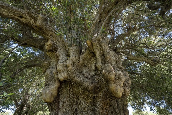 Old olive tree near Lun, island of Pag, Zadar, Dalmatia, Croatia, Europe