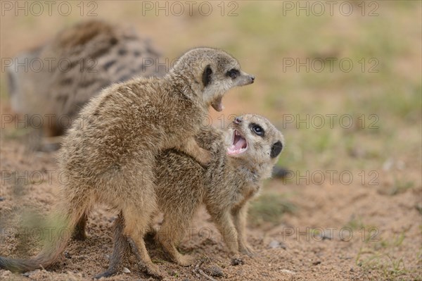 Close-up of two little meerkat or suricate (Suricata suricatta) babies playing