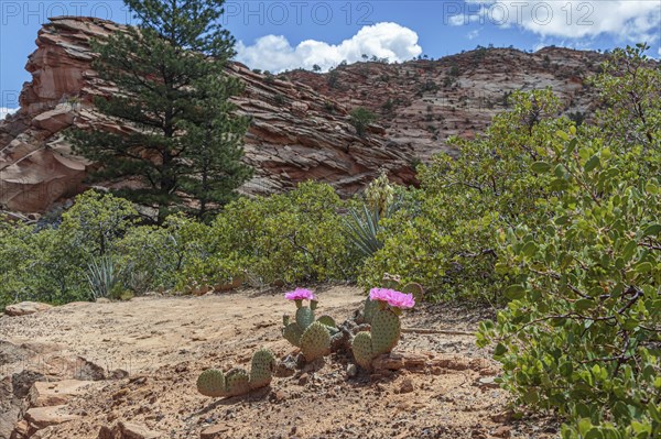 Prickly pear cactus blooming in Zion National Park, Utah, United States of America, USA, North