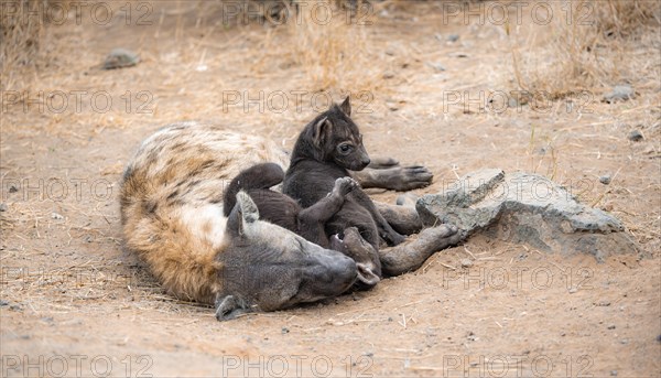 Spotted hyenas (Crocuta crocuta), adult female cuddling with cubs, lying down, Kruger National