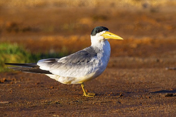 Large-billed Tern (Phaetusa simplex) Pantanal Brazil
