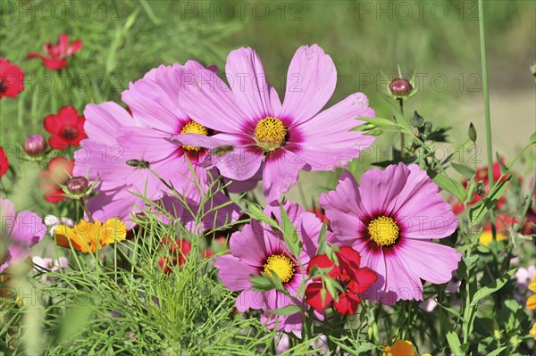 Mexican aster (Cosmea bipinnata), Schwaebisch Gmuend, Baden-Wuerttemberg, Germany, Europe, Various