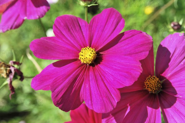 Jewellery basket, cosmea (Cosmea bipinnata), Schwaebisch Gmuend, Baden-Wuerttemberg, Germany,