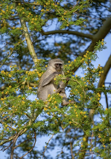 Southern vervet monkey (Chlorocebus pygerythrus) sitting in a flowering tree, eating yellow flowers