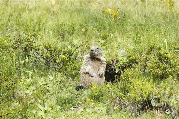 Alpine marmot (Marmota marmota), Allgaeu Alps, Allgaeu, Bavaria, Germany, Europe