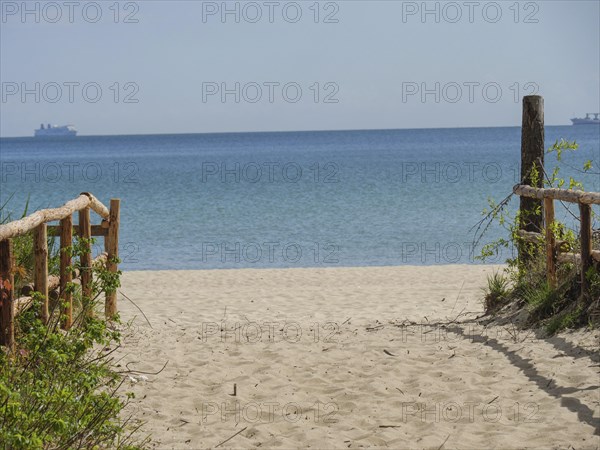A sandy path leads to the sea, lined by a wooden fence and clear sky, Green trees on a Baltic beach
