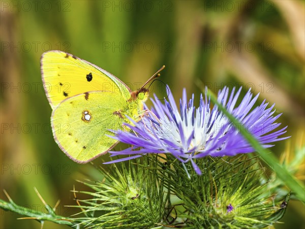 Clouded Yellow, Colias croceus, butterfly, Albania, Europe
