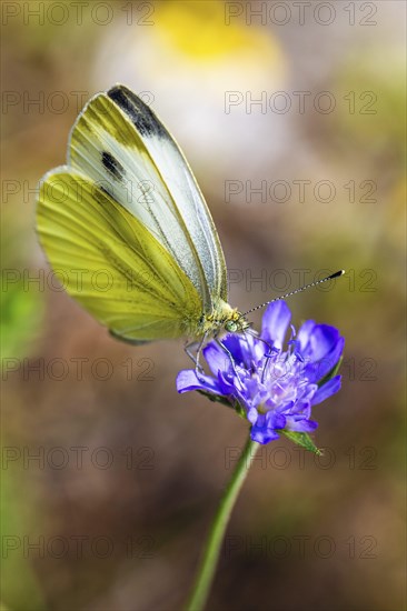 Large White, Pieris brassicae, butterfly on pink flower