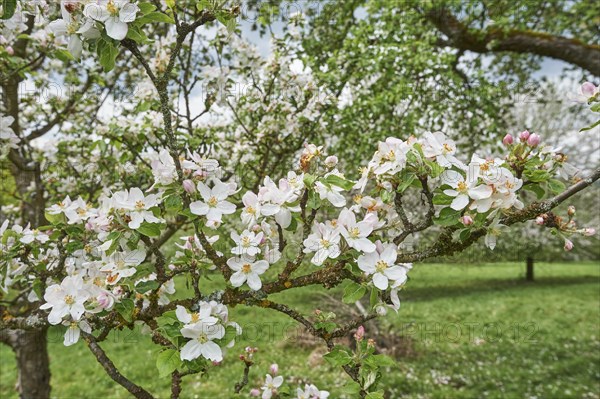 Apple (Malus domestica) blossom in a garden in spring, Bavaria, Germany, Europe