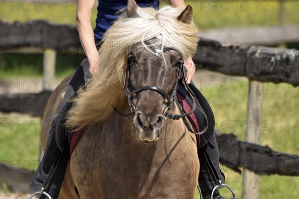 Close-up of a ridden Icelandic horse with equipment and typical long hair