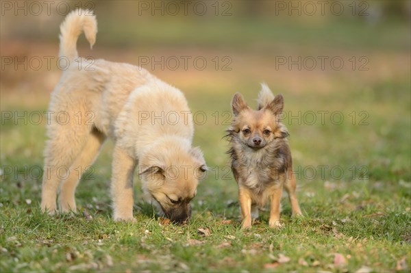Close-up of a Chihuahua dog in a garden with another mixed breed dog in spring