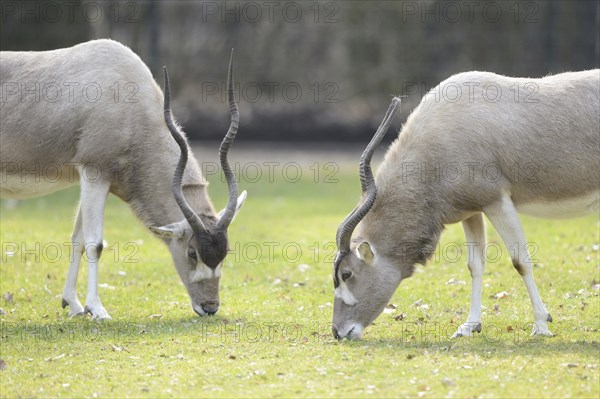 Close-up of an addax (Addax nasomaculatus) in a zoo in spring