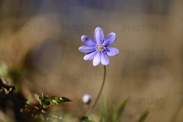 Close-up of a Common Hepatica (Anemone hepatica) blossom in a forest on a sunny evening in spring