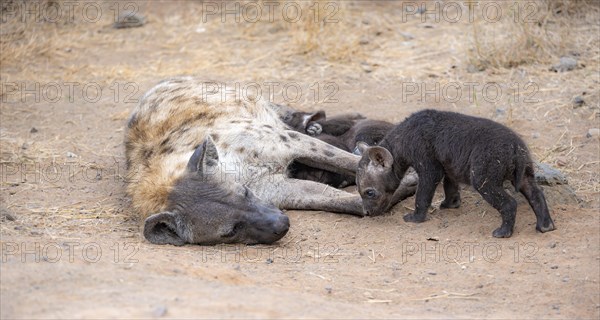 Spotted hyenas (Crocuta crocuta), adult female with cubs, lying down, suckling her cubs, Kruger