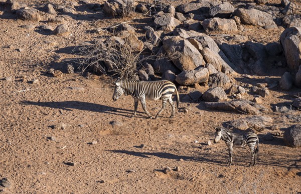 Hartmann's mountain zebras (Equus zebra hartmannae) between rocks, casting long shadows, adult and
