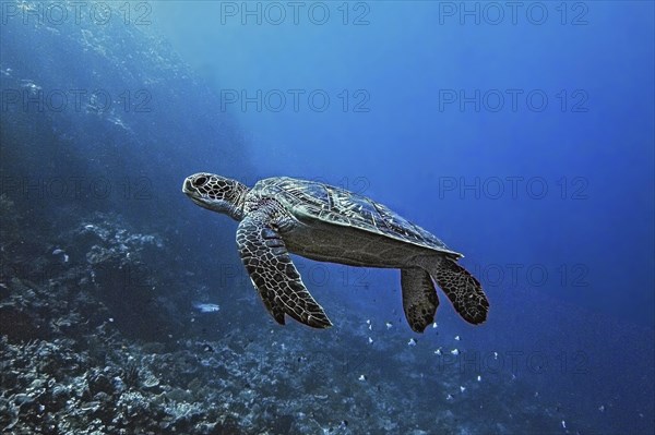 Green turtle, green turtle (Chelonia mydas), Wakatobi Dive Resort, Sulawesi, Indonesia, Asia