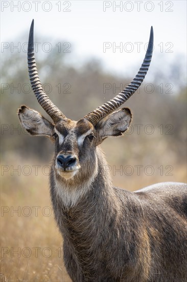 Ellipsen waterbuck (Kobus ellipsiprymnus), adult male, animal portrait, Kruger National Park, South